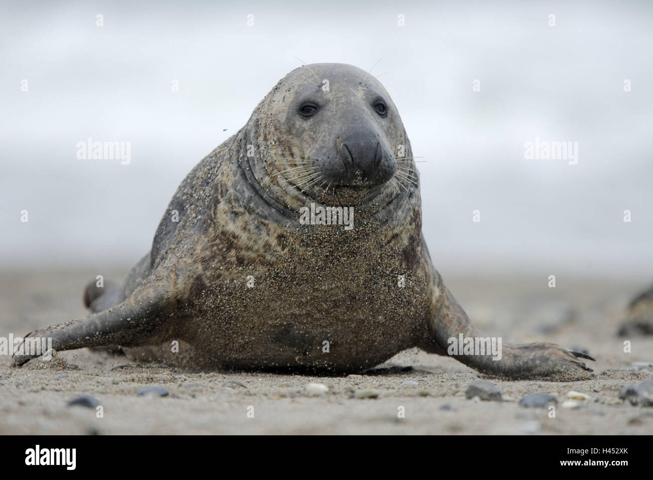 Joint conique, Halichoerus grypus, plage de sable Banque D'Images