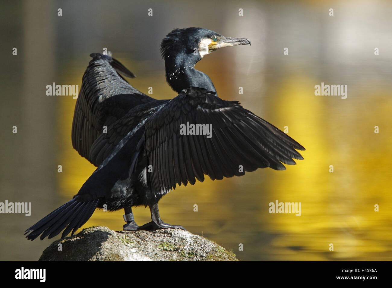 41059, Phalacrocorax, pleine longueur portrait, Banque D'Images