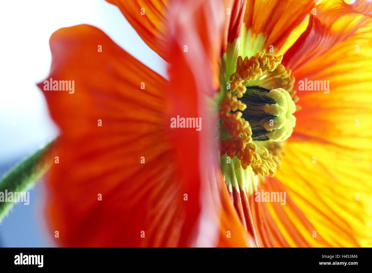 Coquelicot, Close up, au pavot, fleurs, couleurs, nature, macro, vert, rouge, orange, disque, tige, fleur, fleur, graine de pavot, pétales, les navires de la poussière, Flou, Filigrane, doucement, studio, Papaver, Banque D'Images