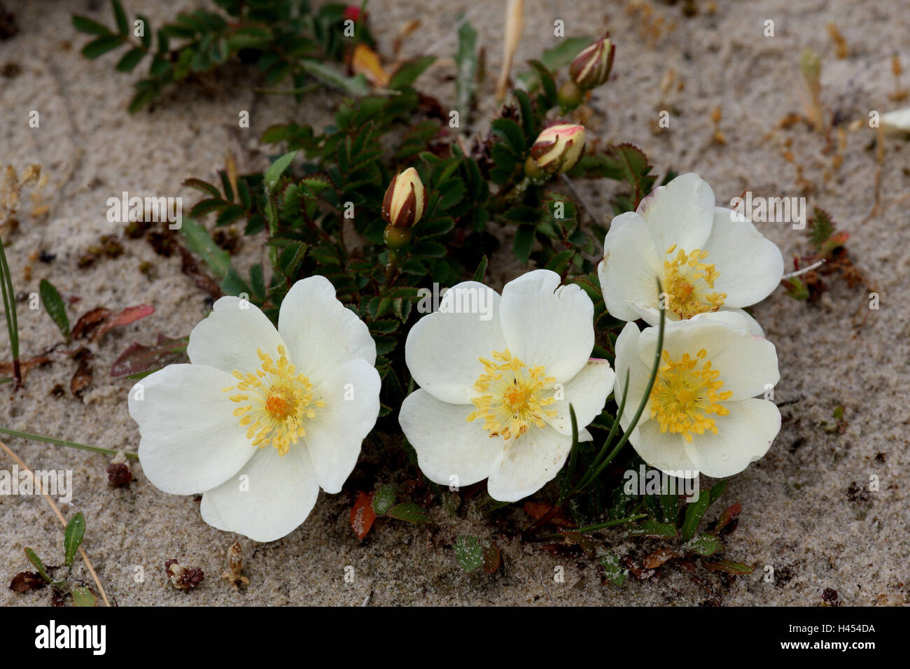 Bibernell rose, fleurs, sable, Banque D'Images