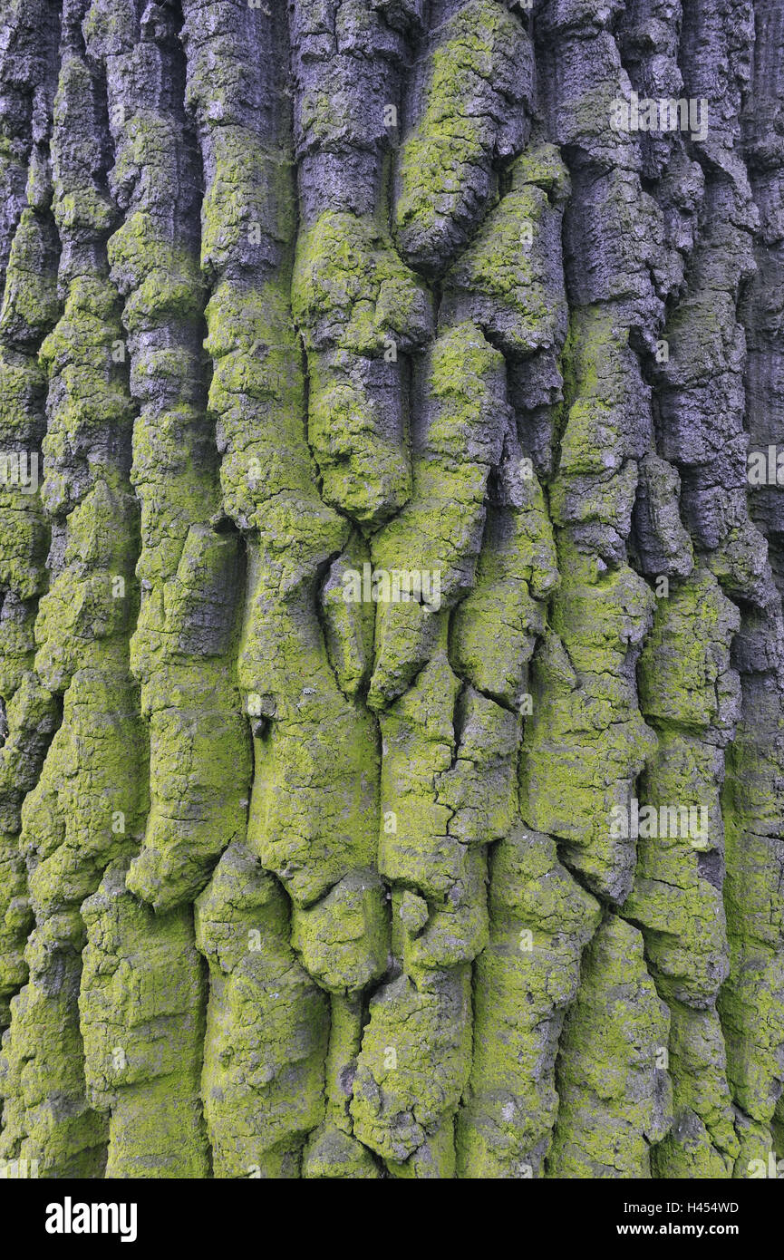 Chêne, Quercus robur, écorce, lichens, Close up, tronc, écorce de chêne, chêne, souche, arbre à feuilles larges, l'échantillon, nature, plante, arbre, chêne d'été, la souche, la structure, l'icône, Banque D'Images