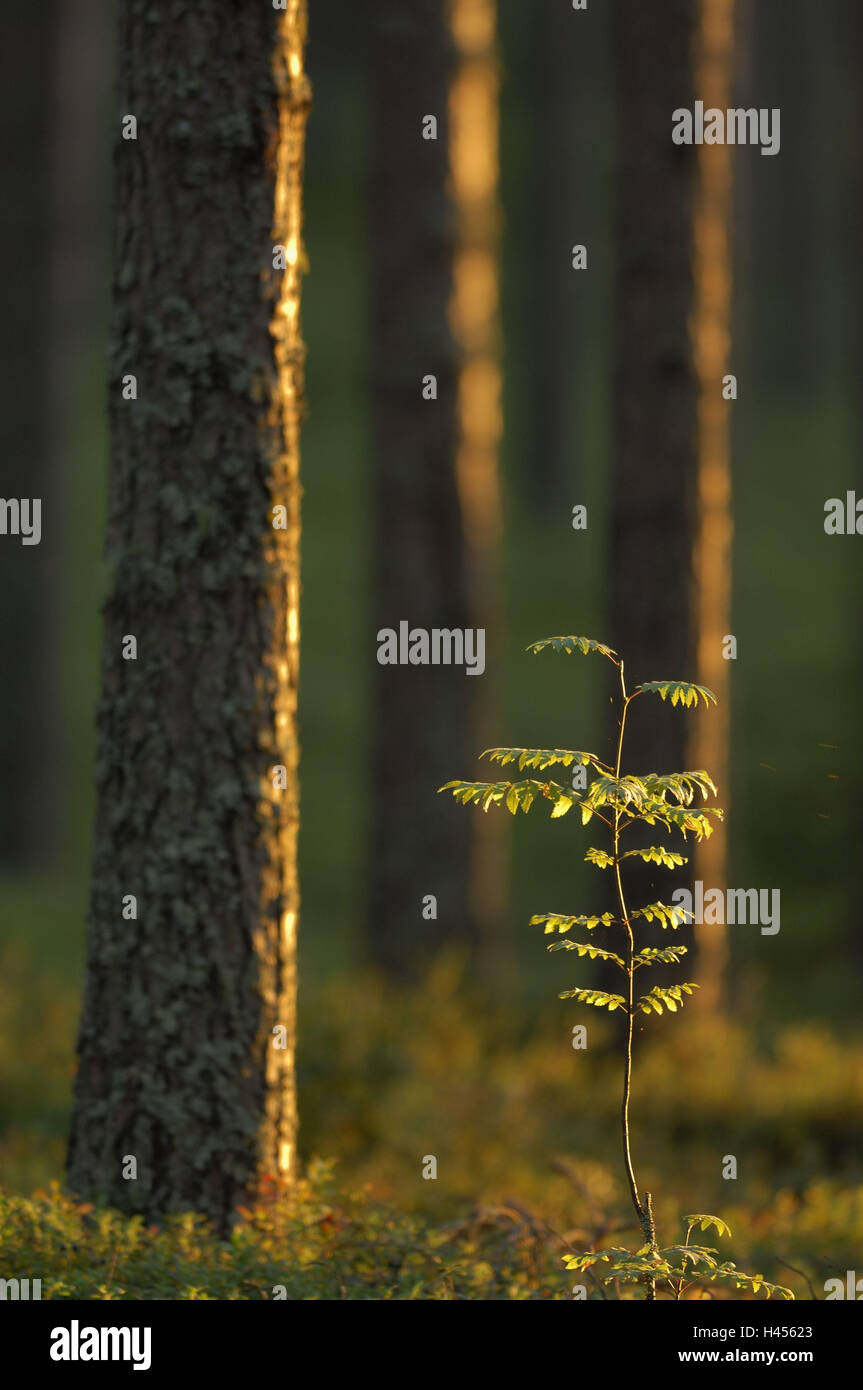 La forêt de conifères, des arbres poussent, le soleil, l'incidence de la lumière, de malles, de la Finlande, Banque D'Images