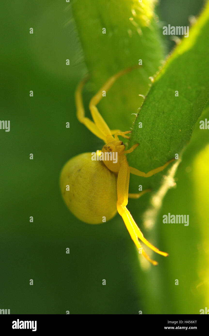 Araignée crabe Verge d', jaune, femme, Banque D'Images
