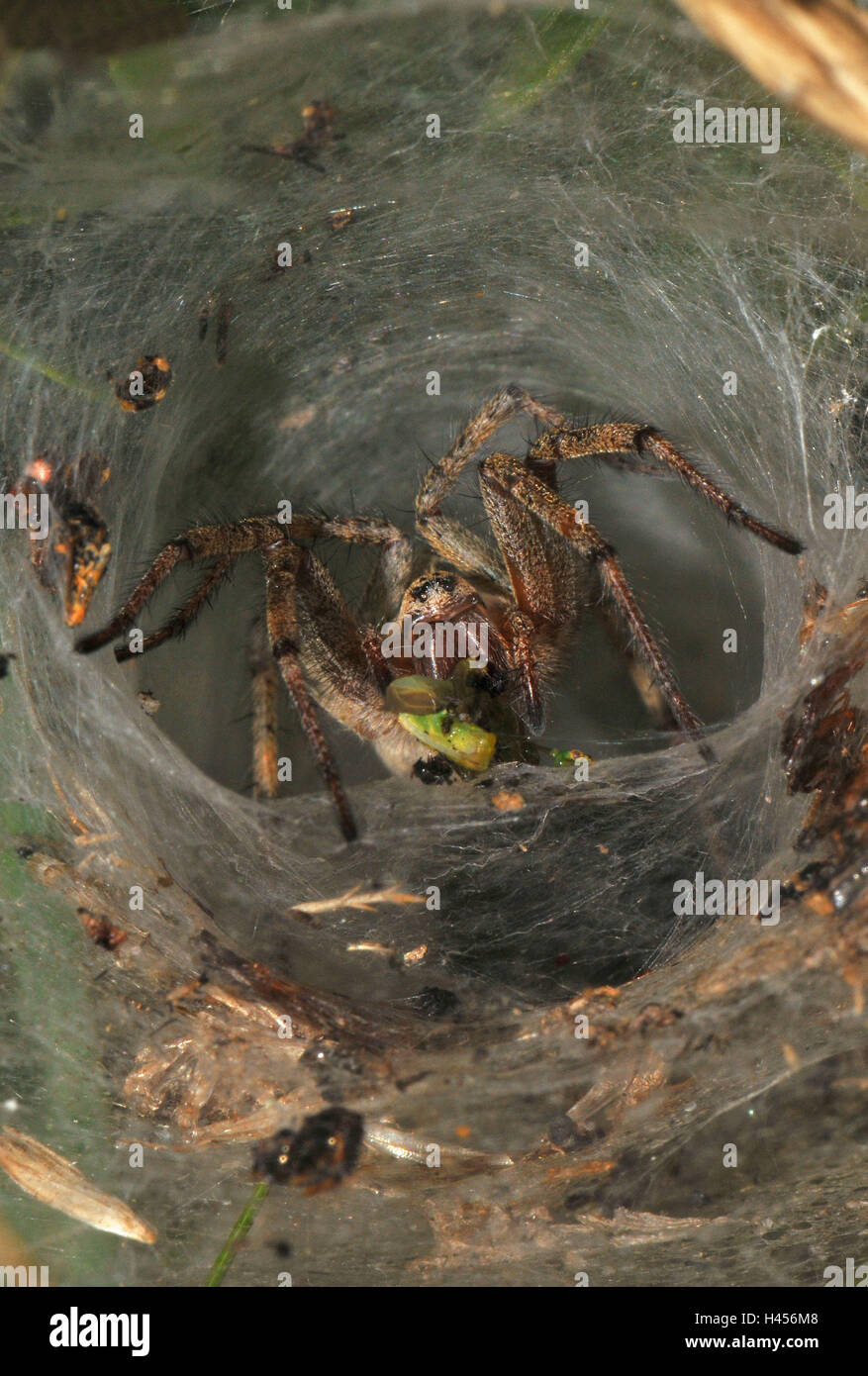 Agelena labyrinthica-entonnoir, Spider web, den, proies, sauterelle, Banque D'Images
