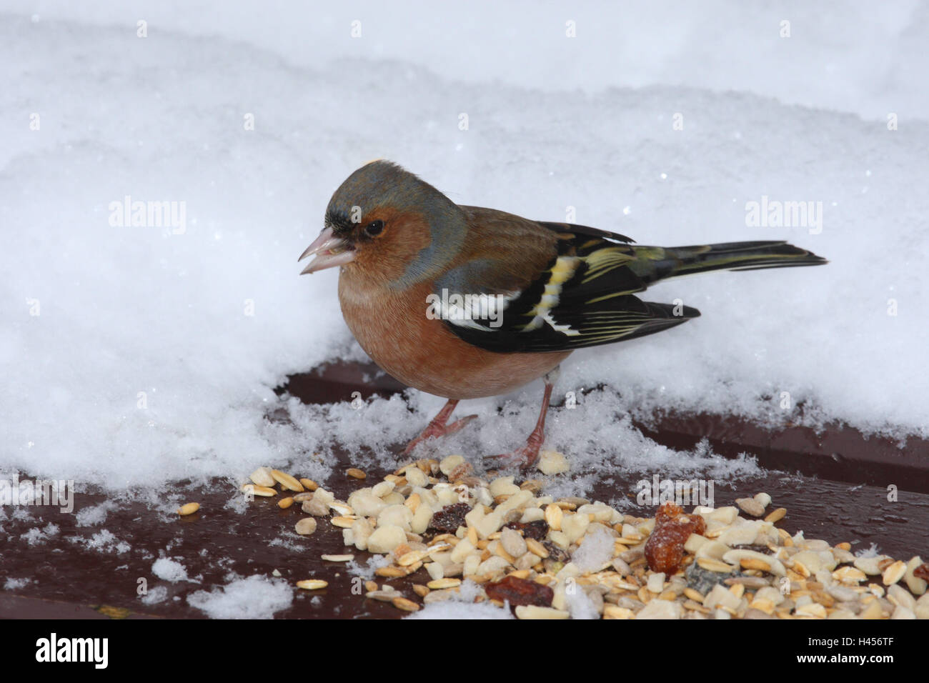 Chaffinch, hiver, doublure, Fringilla coelebs, Banque D'Images