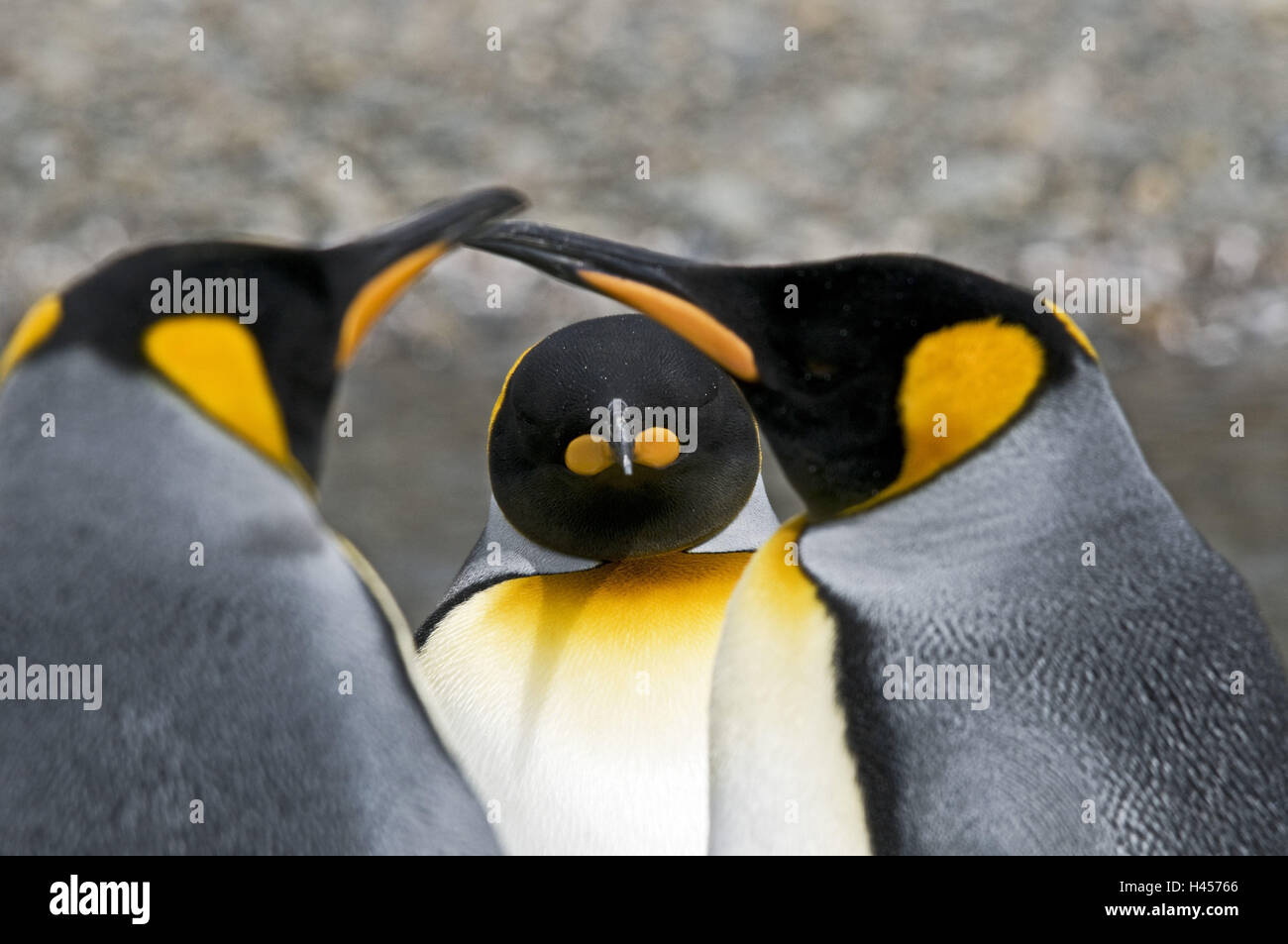 La Géorgie du Sud, Fortuna-Bay, Roi des pingouins, Aptenodytes patagonicus, medium close-up, Banque D'Images