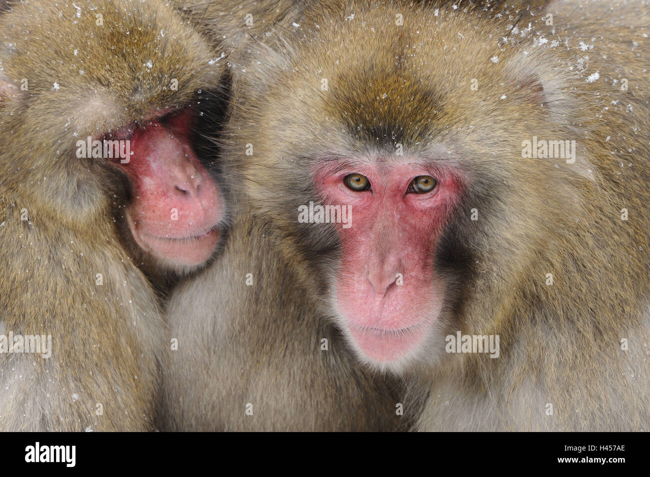 Le macaque japonais, Macaca fuscata, Banque D'Images