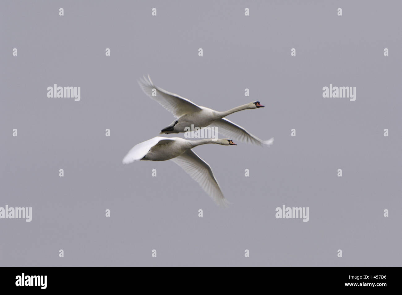 Cygnes bosse, Cygnus olor, vol, Banque D'Images