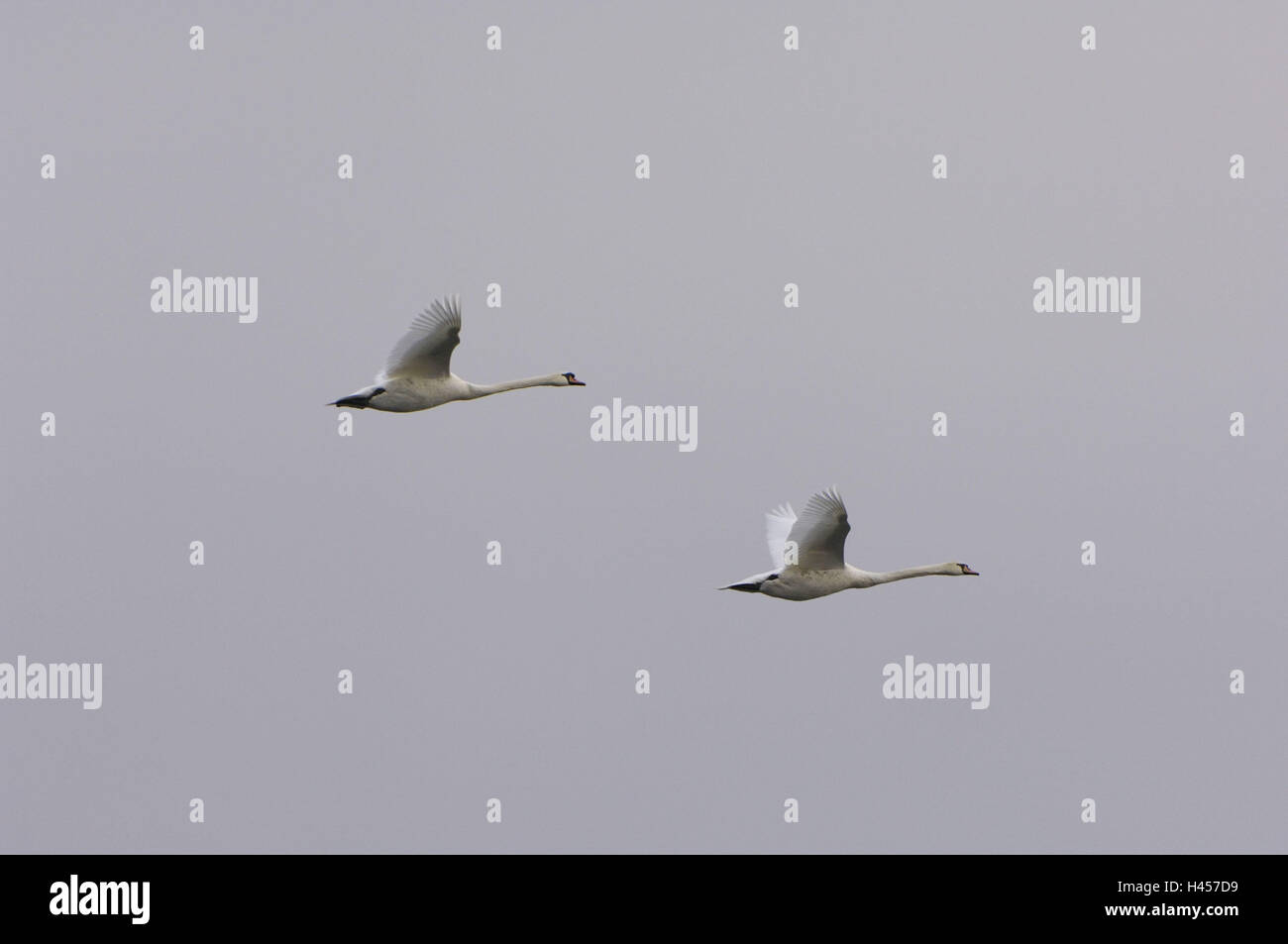 Cygnes bosse, Cygnus olor, vol, Banque D'Images