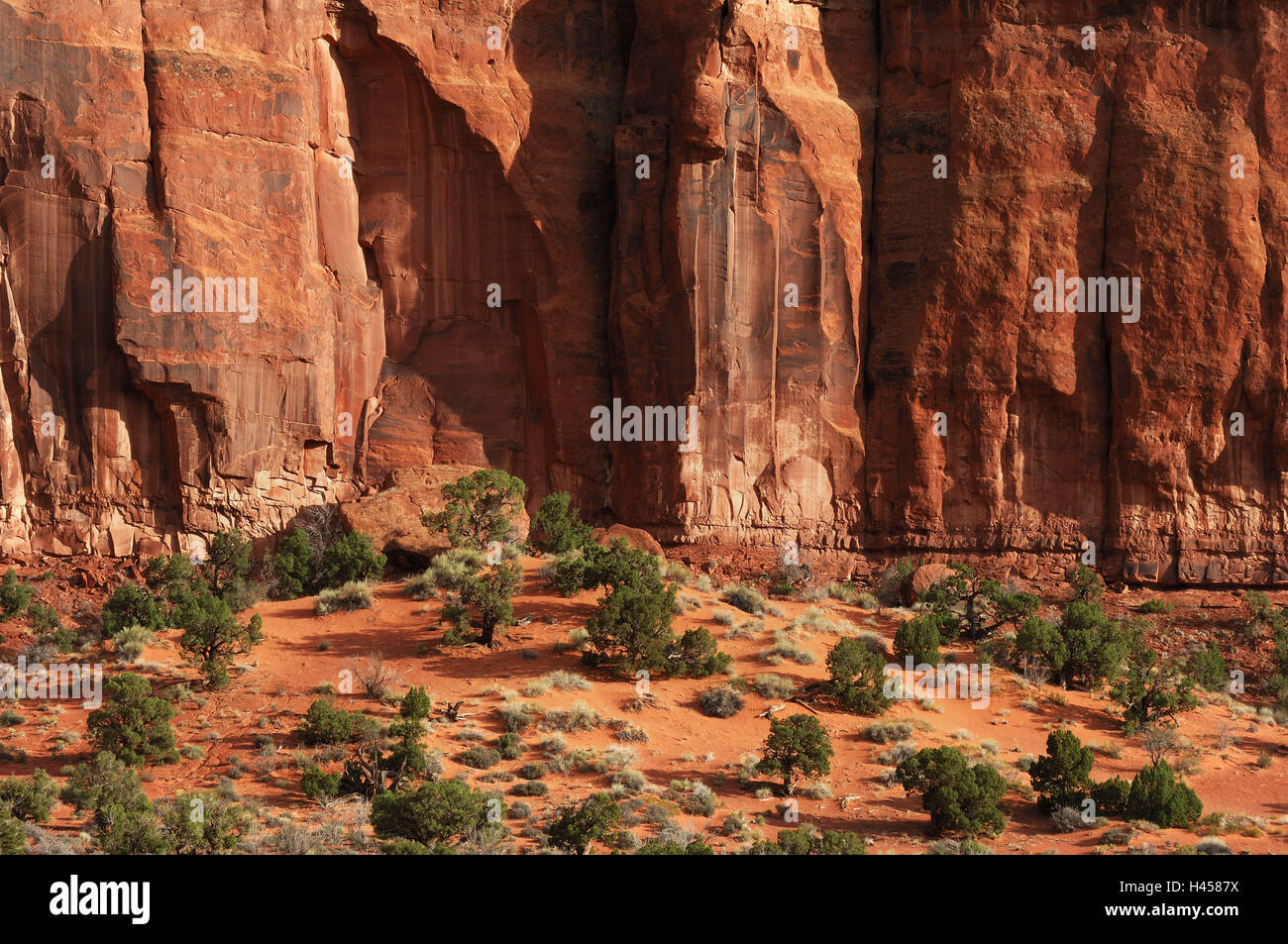 Monument Valley, roche, arbres, détail, USA, au sud-ouest, l'Arizona, 'Navajo Tribal Park', Banque D'Images