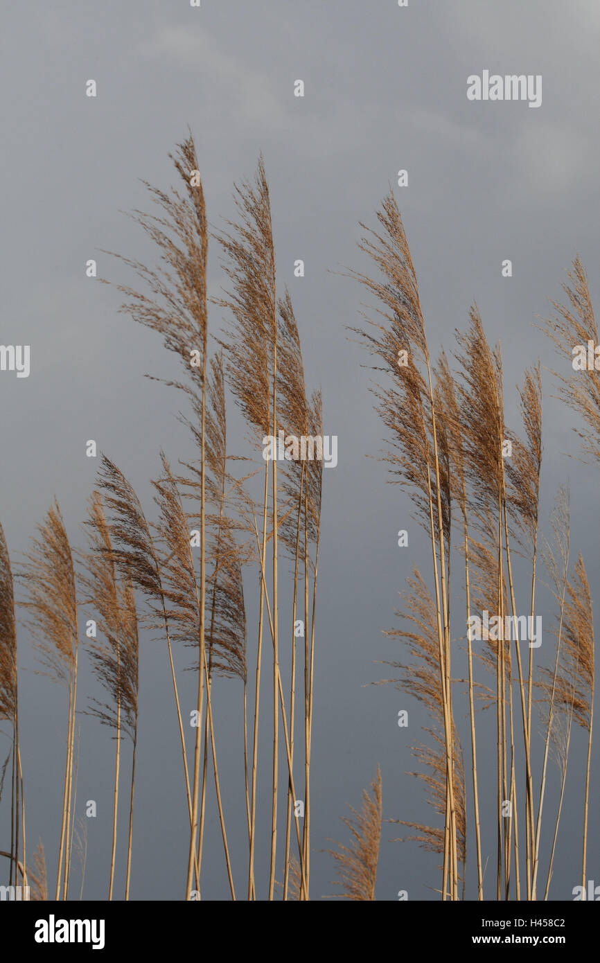 Reed, détail, automne, Reed, lac, plantes, Rispen, ciel, gris, cloudies, nature, Banque D'Images