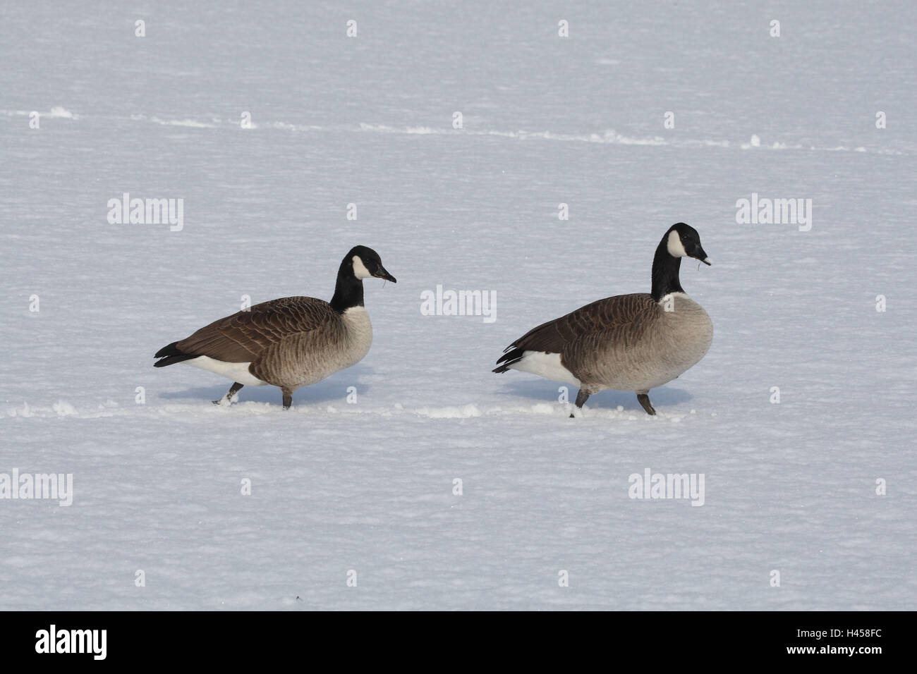 La bernache du Canada, Branta canadensis, hiver, neige, Banque D'Images