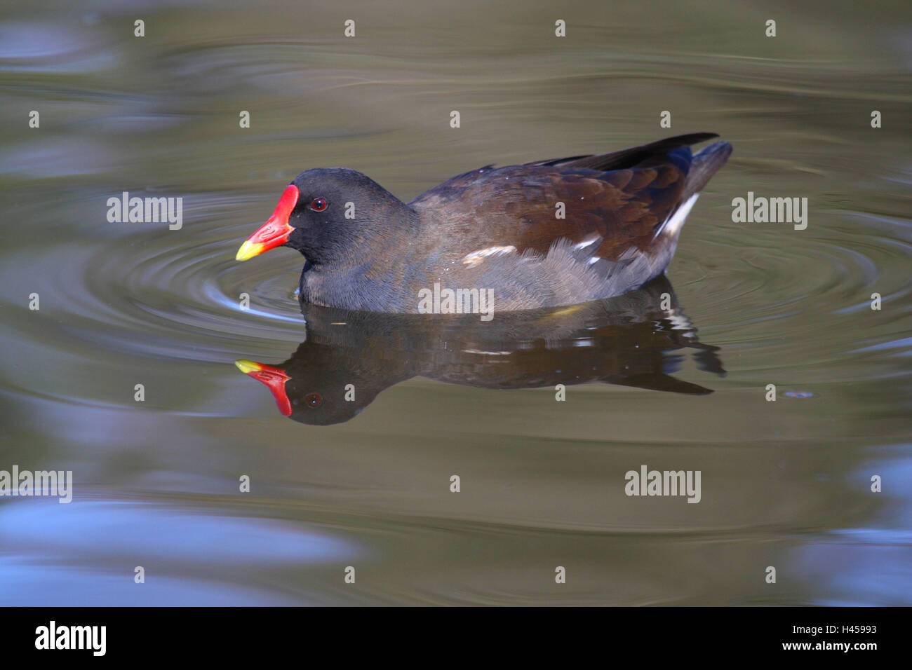 Étang des Rallidae, chlore, eau Gallinula opus, nager, d'oiseaux, d'Allemagne, étang, lac, eaux, animal sauvage, animal, étang, poulet Rallidae oiseaux, la mise en miroir, surface de l'eau, Banque D'Images