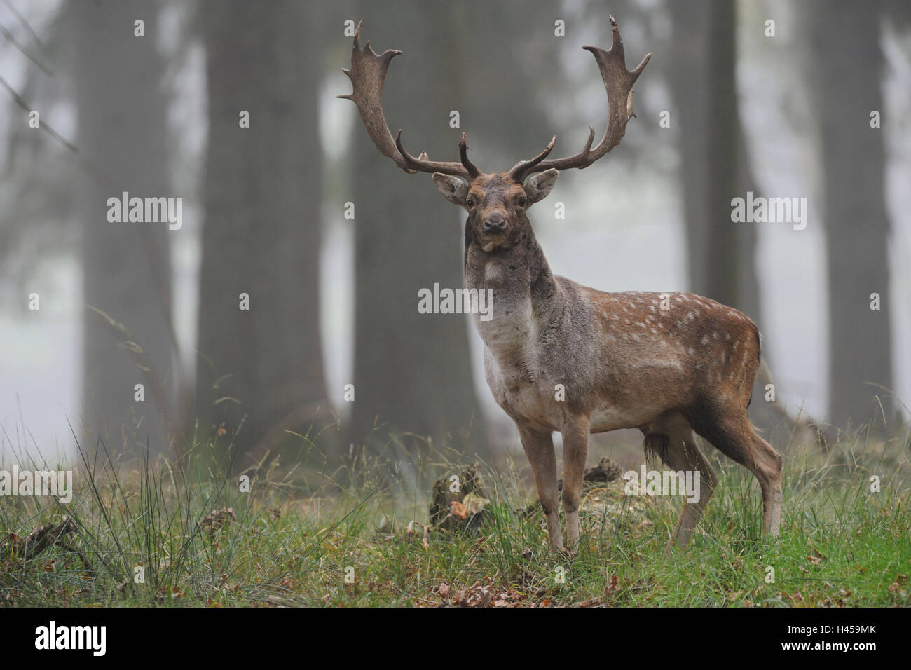 Cerf en jachère / Damhirsch ( Dama dama ), gros buck, regarder, debout dans les bois ouverts, brumeux matin d'octobre, Allemagne, faune, Europe. Banque D'Images