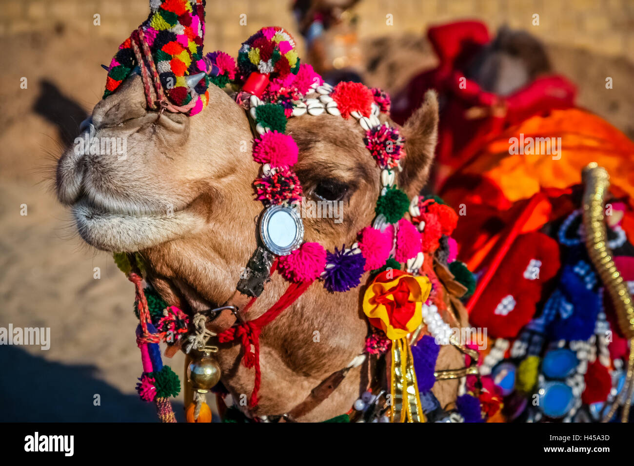 Camel Camel Dandified lors du festival à Jaisalmer, Inde Banque D'Images