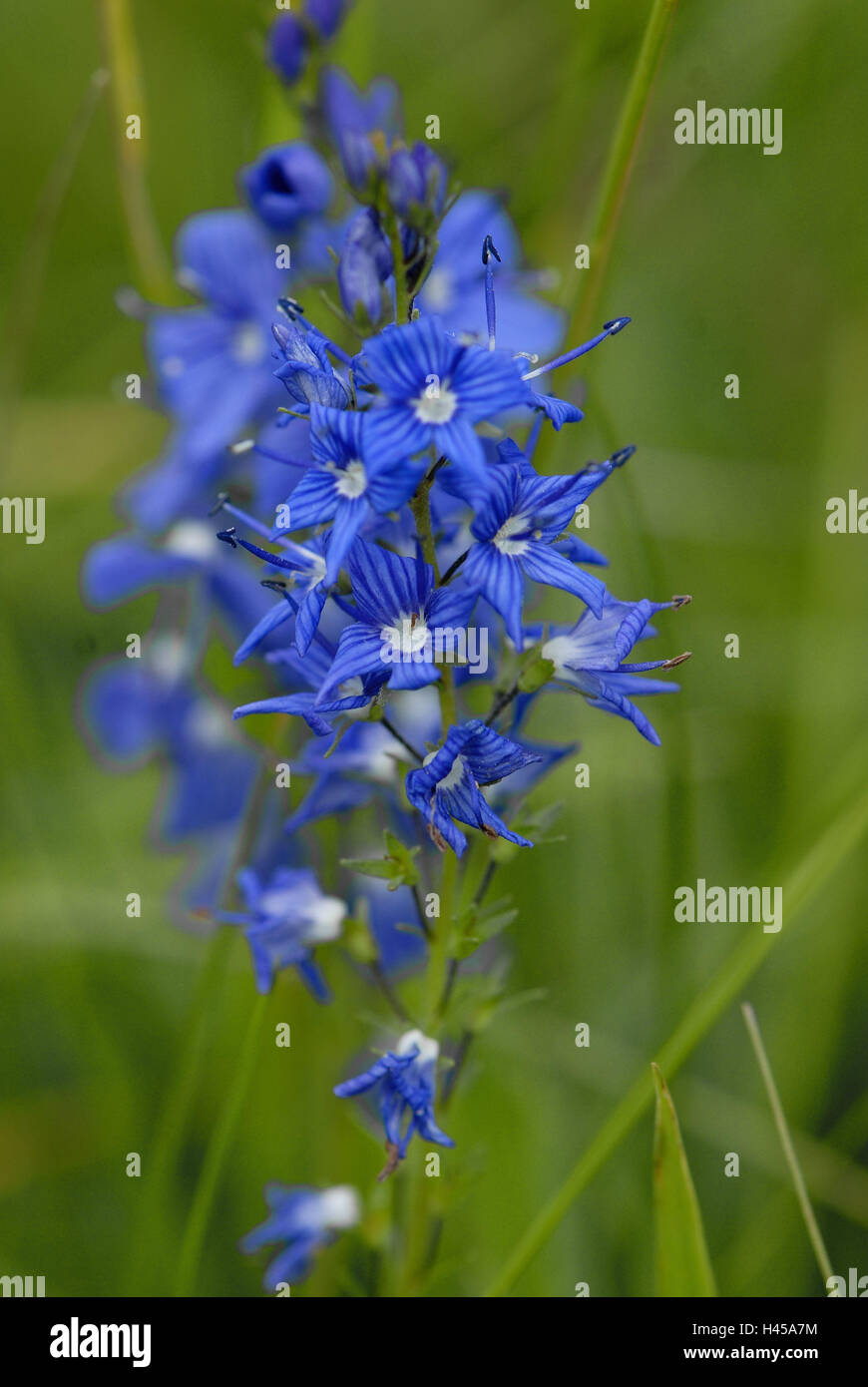 Grand prix, fleurs, détail, fleur, plante, fleur, Plantaginaceaes, Plantaginaceae, fleurs, bleu, nature, gazon fin, moyen, gros plan, la réserve de biosphère de l'UNESCO Banque D'Images