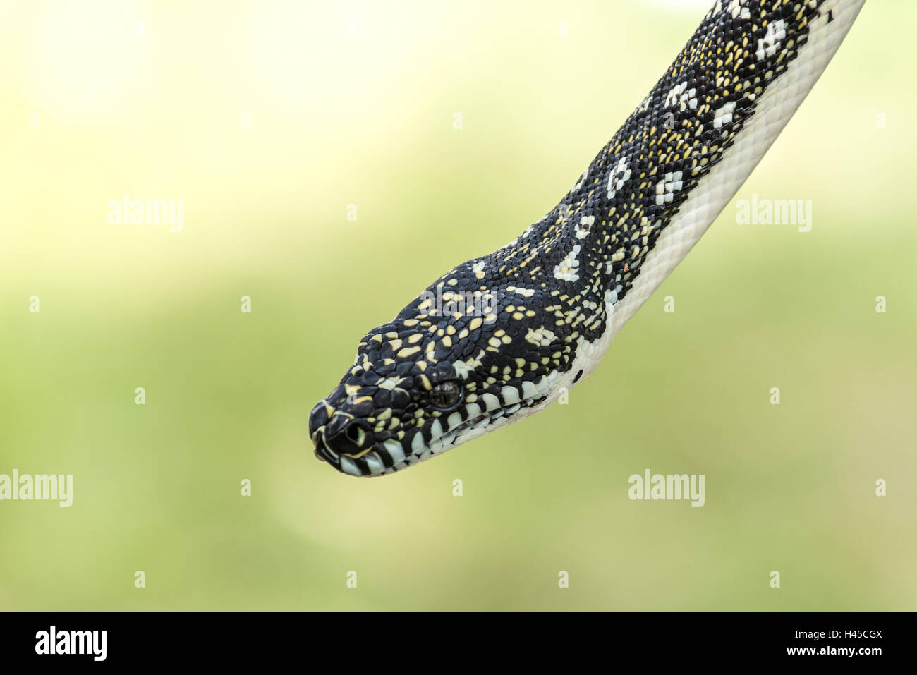 Diamond Python, espèces de serpents indigènes de l'Australie Banque D'Images