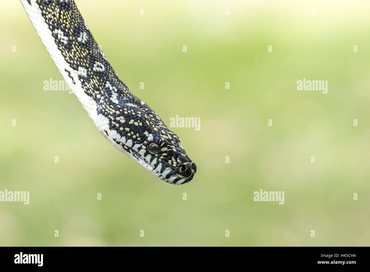 Diamond Python, espèces de serpents indigènes de l'Australie Banque D'Images