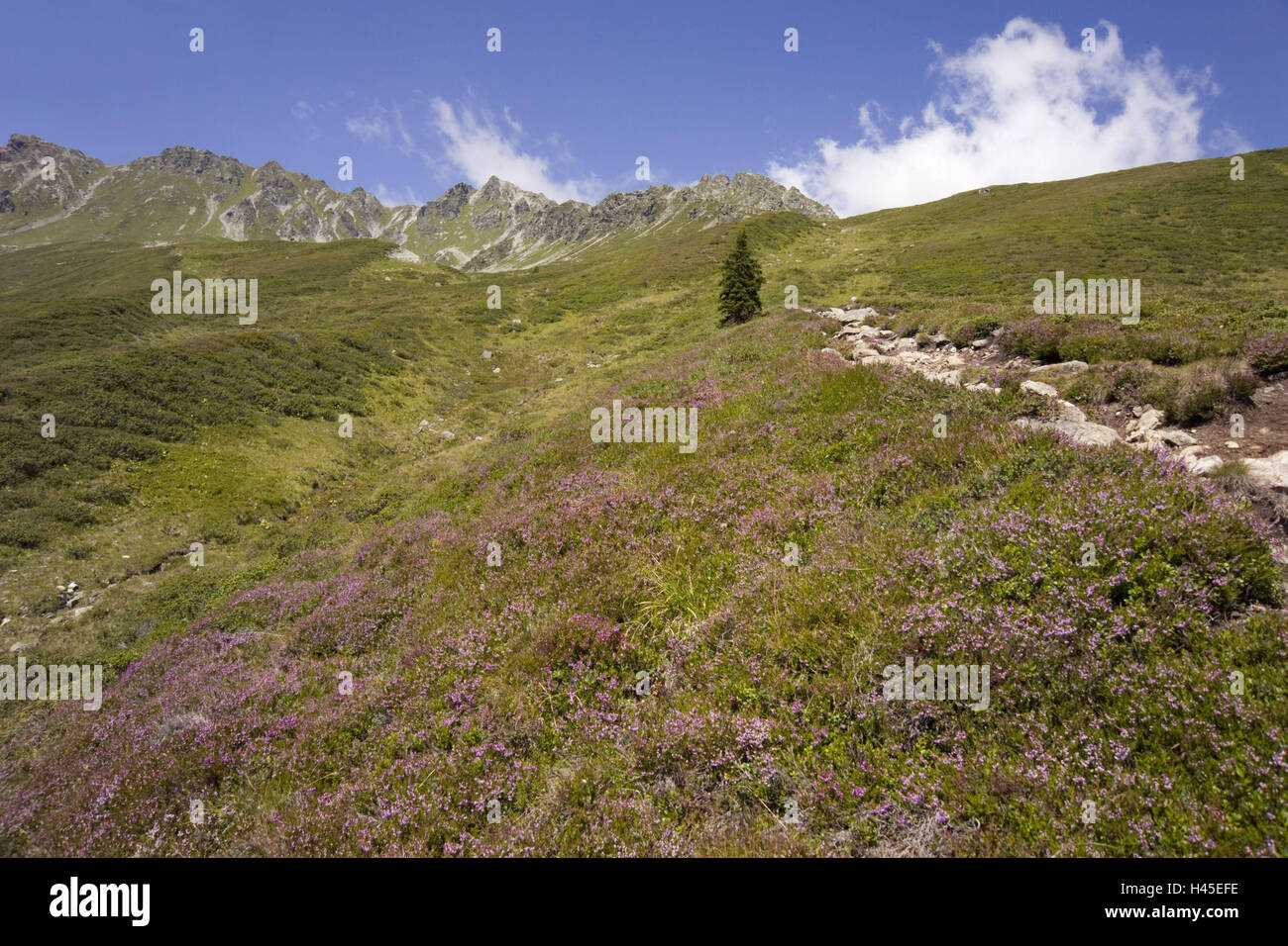 L'Autriche, Montafon, montagne, Heather plante, Banque D'Images