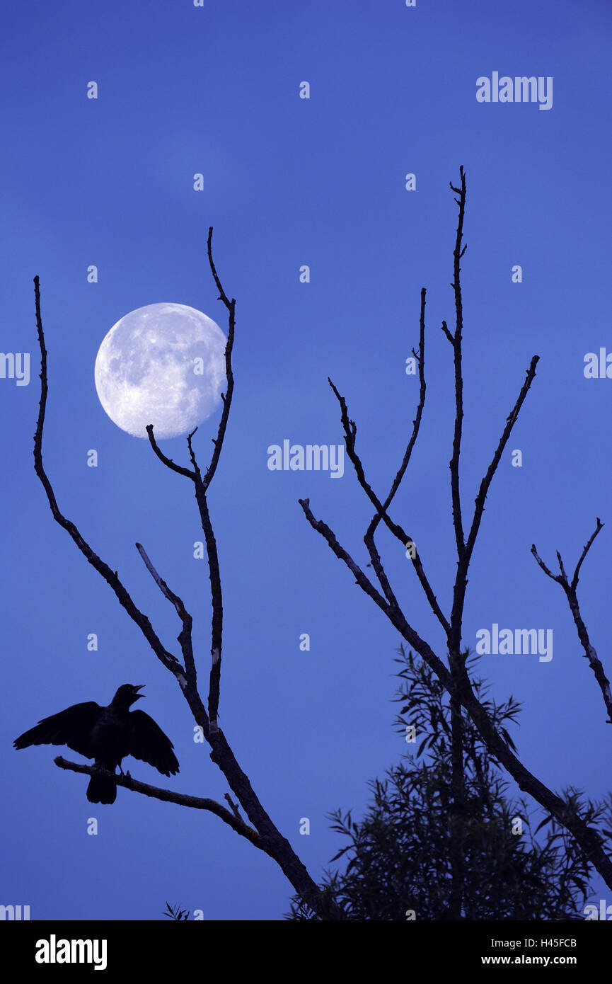 Rook, arbre, silhouette, nuit, lune, [M], Banque D'Images