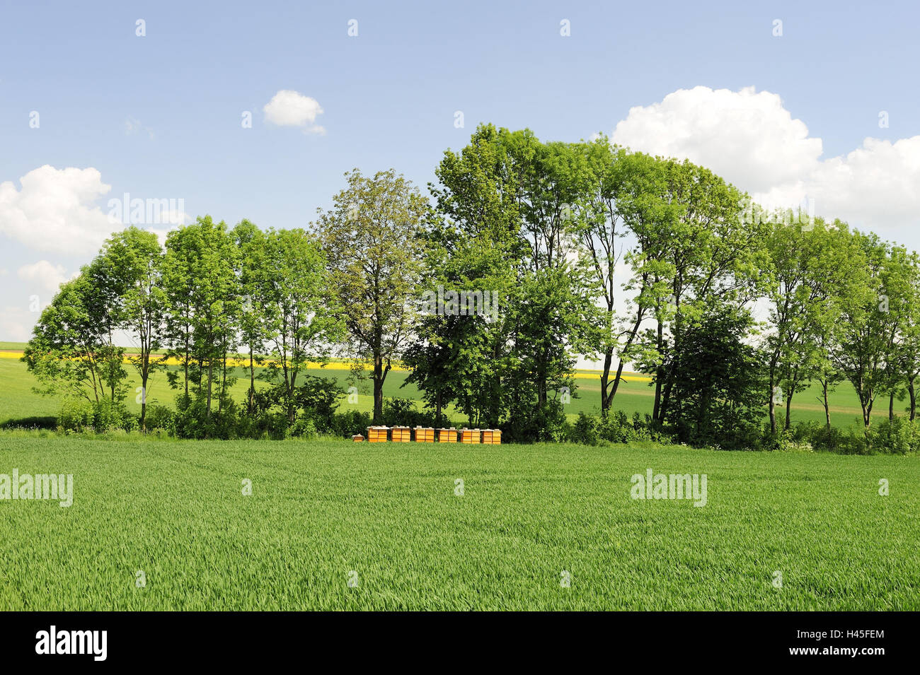L'Allemagne, en Bavière, en Basse-franconie, neuses dans la montagne, les boîtes de l'abeille, champ, Banque D'Images