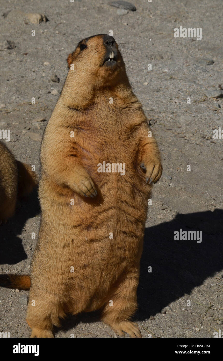 Leh, Jammu-et-Cachemire, l'Inde- Octobre 1, 2014:Les marmottes de l'Himalaya pour un touriste qui demande à biscuit côté route sur chemin de Leh, Jammu-et-Cachemire, l'Inde Banque D'Images