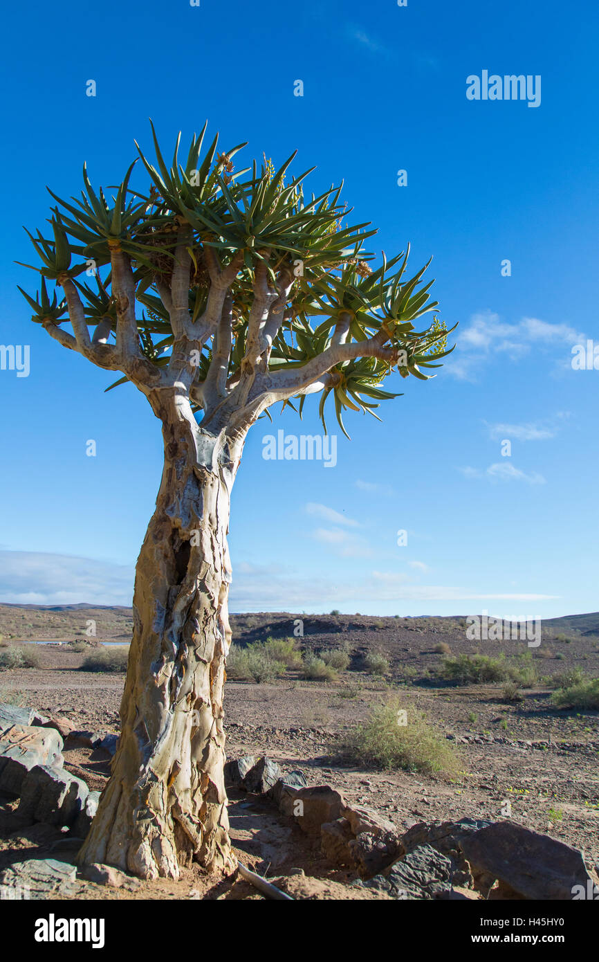 Quiver Tree (Aloe dichotoma) installé dans un paysage aride against a blue sky Banque D'Images