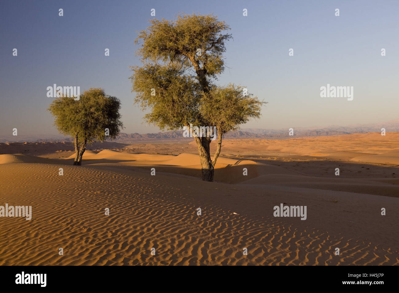 Oman, région d'Asch-Scharqiyya, désert, désert, sable, neige, arbres, Prosopis, Mimosa plante, soleil, ombre, montagnes, Banque D'Images