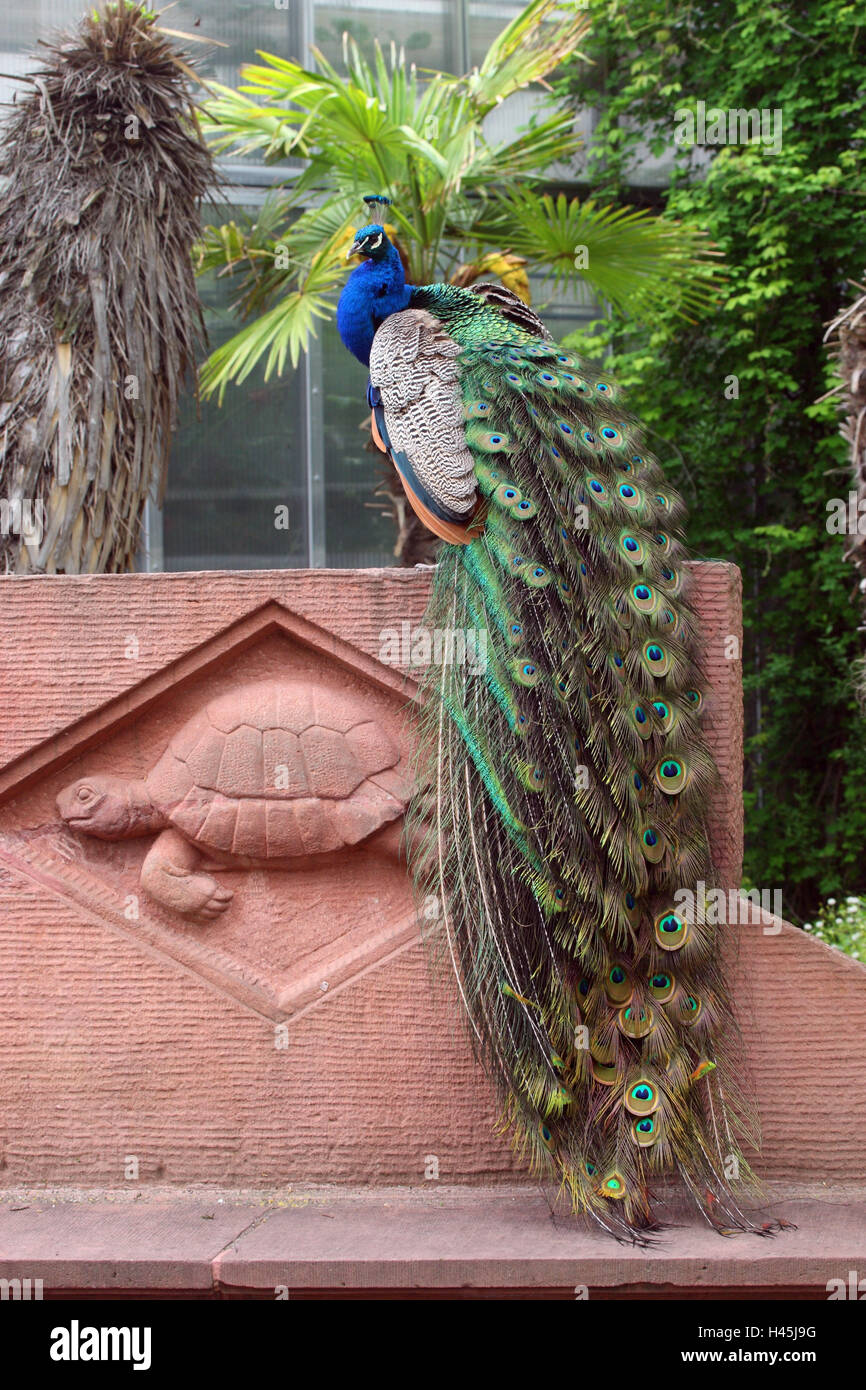 Pavo cristatus, Peacock, Banque D'Images