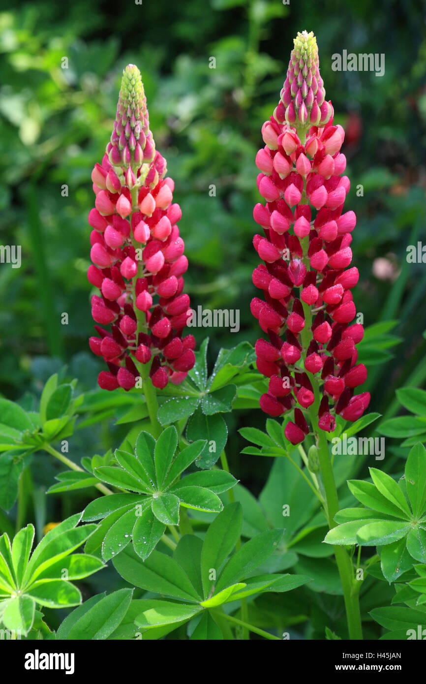 Lupin, Lupinus nootkatensis, Banque D'Images