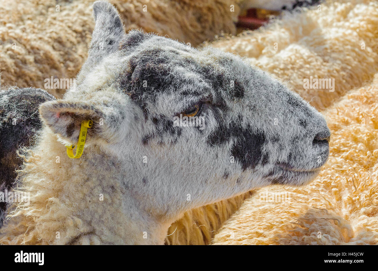 Corby Glen juste des moutons, Grantham, Lincolnshire - Un mouton noir et blanc face dans un stylo en attente d'être vendus Banque D'Images