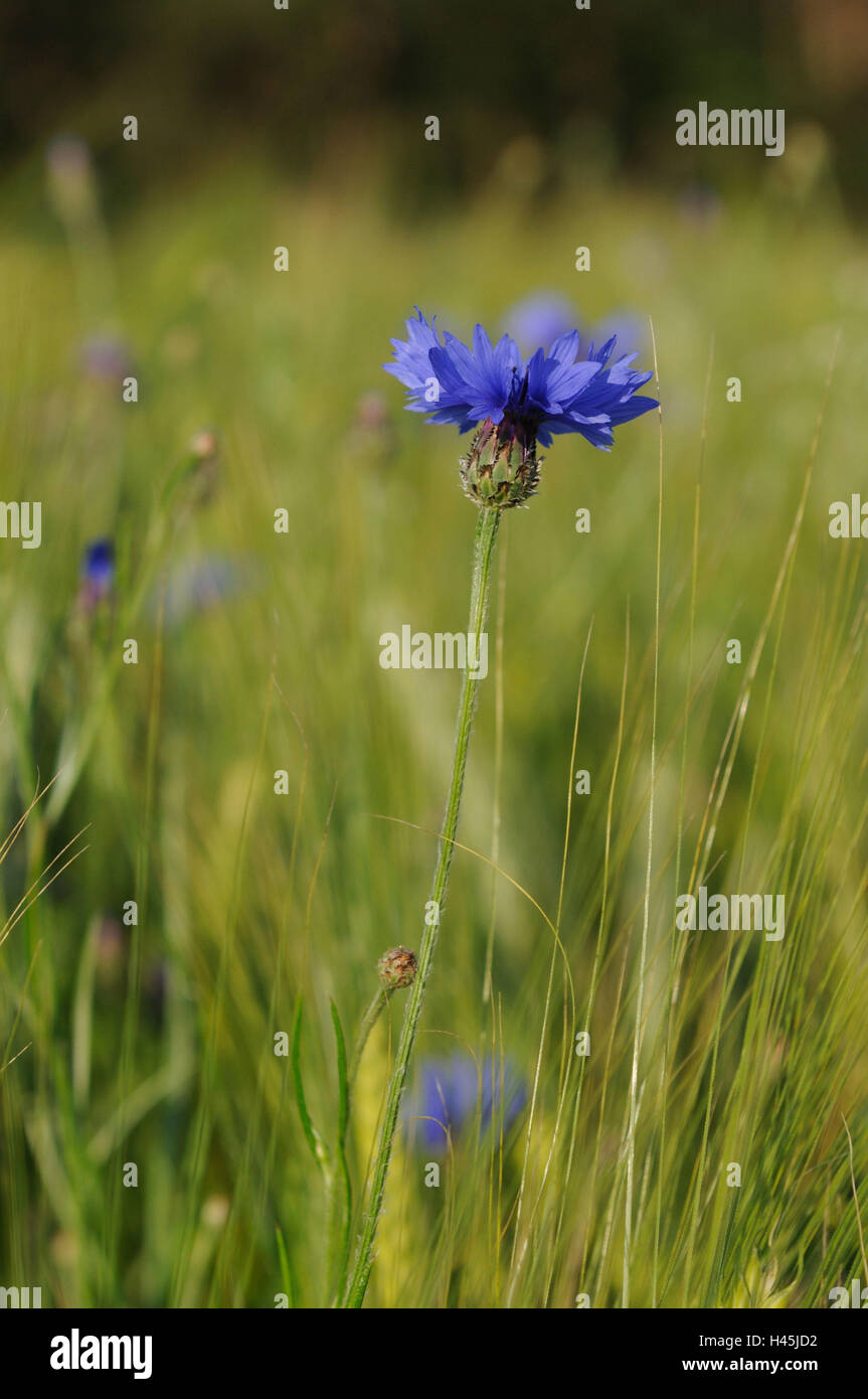 Bleuet, Centaurea cyanus, champ de céréales, de l'Allemagne, Banque D'Images