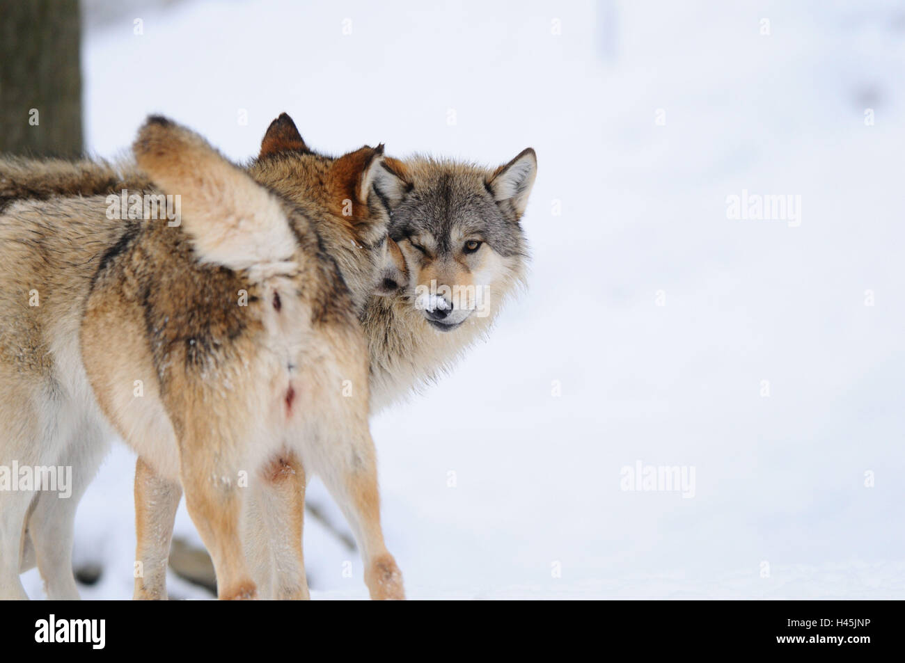 Timberwölfe, Canis lupus lycaon, neige, vue de côté, le socle, le voir dans l'appareil photo, l'Allemagne, Banque D'Images