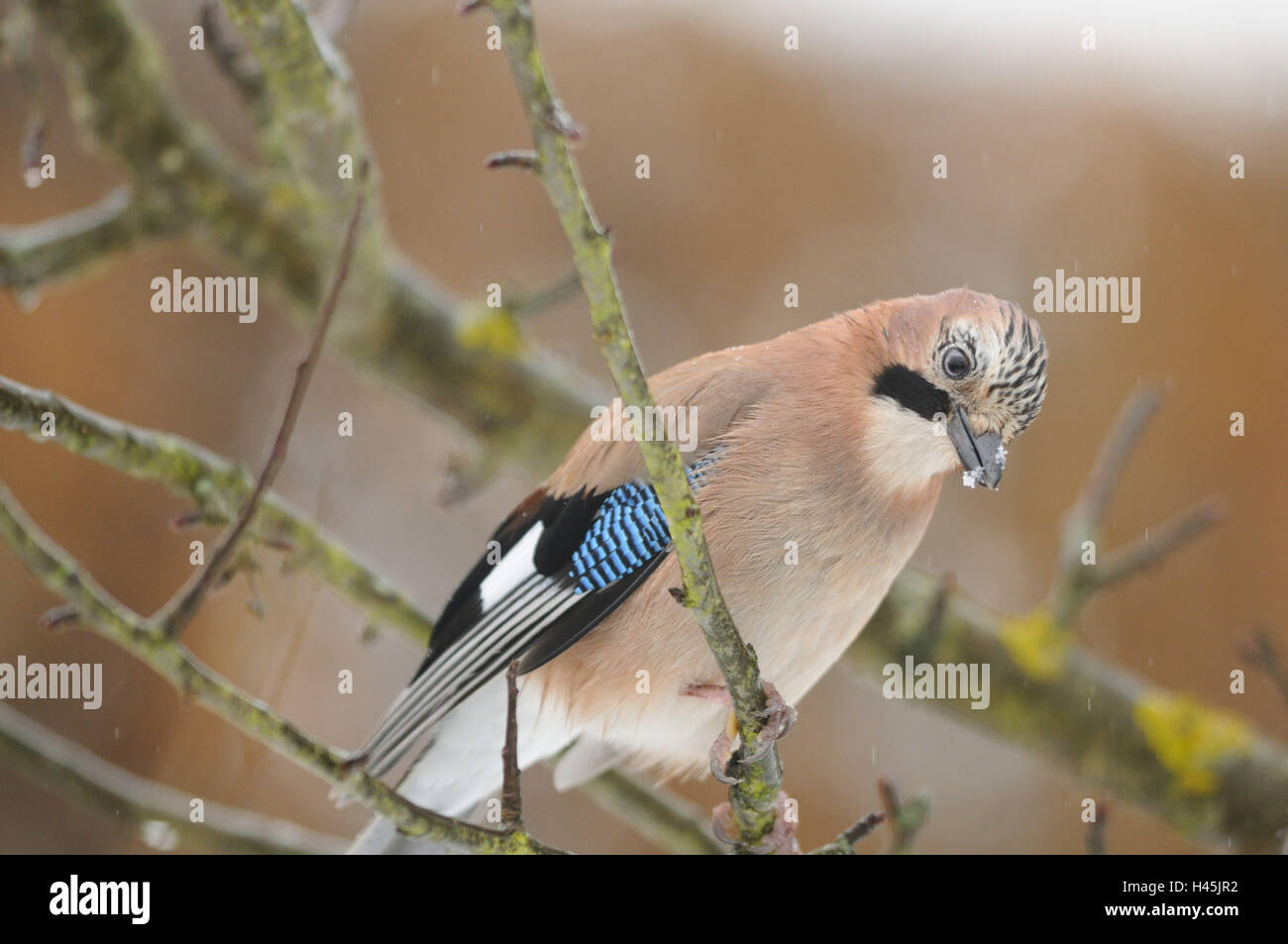 Eurasian jay, Garrulus glandarius, branche, vue de côté, assis, looking at camera, Banque D'Images