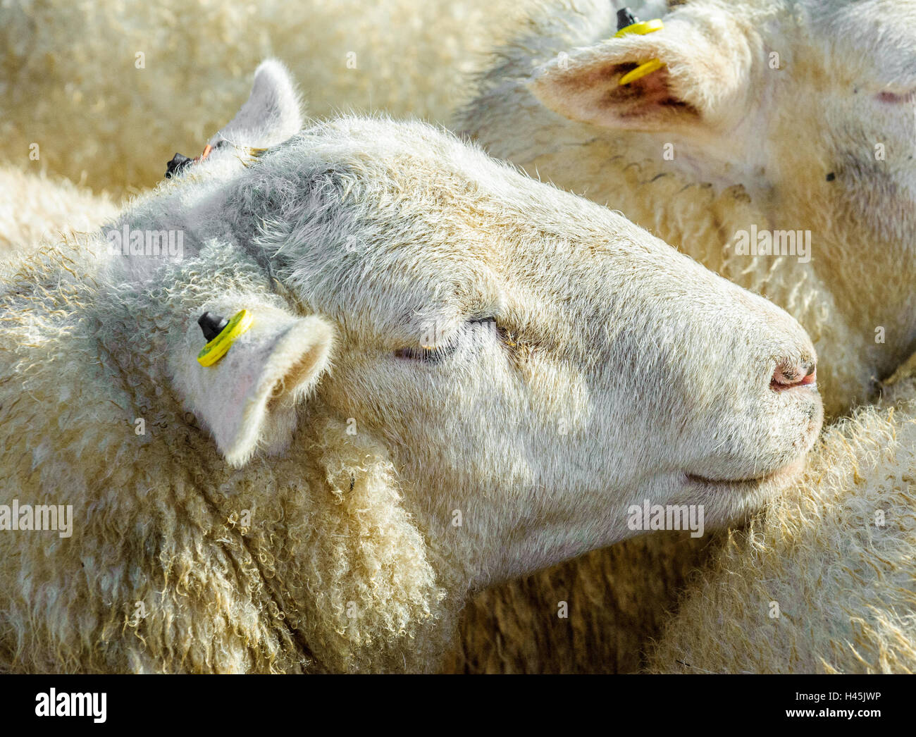 Corby Glen juste des moutons, Grantham, Lincolnshire - Un mouton face blanche dans un stylo en attente d'être vendus Banque D'Images
