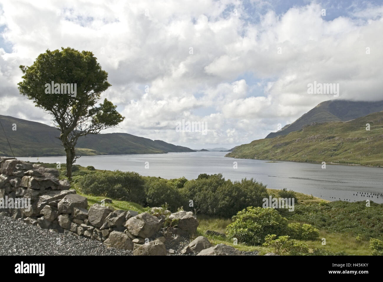 L'Irlande, le Connemara, Killary fjord, paysages, déserte, Connacht, Galway, le Connemara, fjord, eaux, arbre, individuellement, pierres, ciel nuageux, sortie, solitude, Banque D'Images