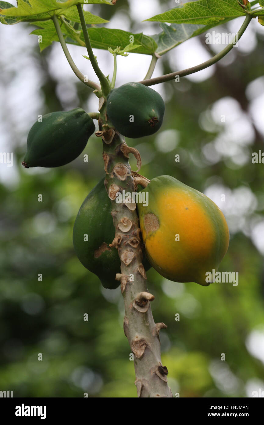 Arbre généalogique de melon, papaye Carica, détail, fruits, papayes, fruits, plantes, arbre, papaye, tropiques, tropical, exotique, jardin, mangeable, mangeable, feuilles, fruits, de flou, de petits fruits, melons, arbre, fruits de papaye Banque D'Images