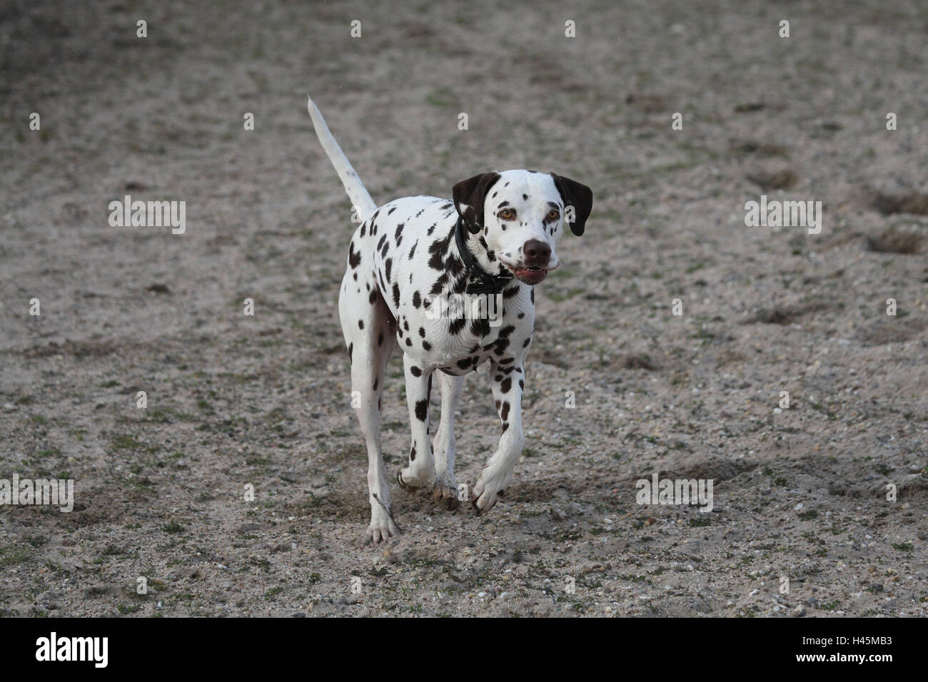 Dalmatiens, run, mammifère, chien, animal, animal, race de chien, chien pedigree, corps entier, sable, Banque D'Images