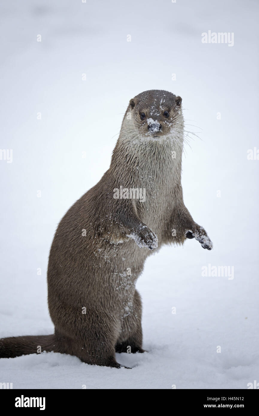 Loutre d'Europe, Lutra lutra, Viper, hiver, glace, neige, captive, avec soin, Banque D'Images