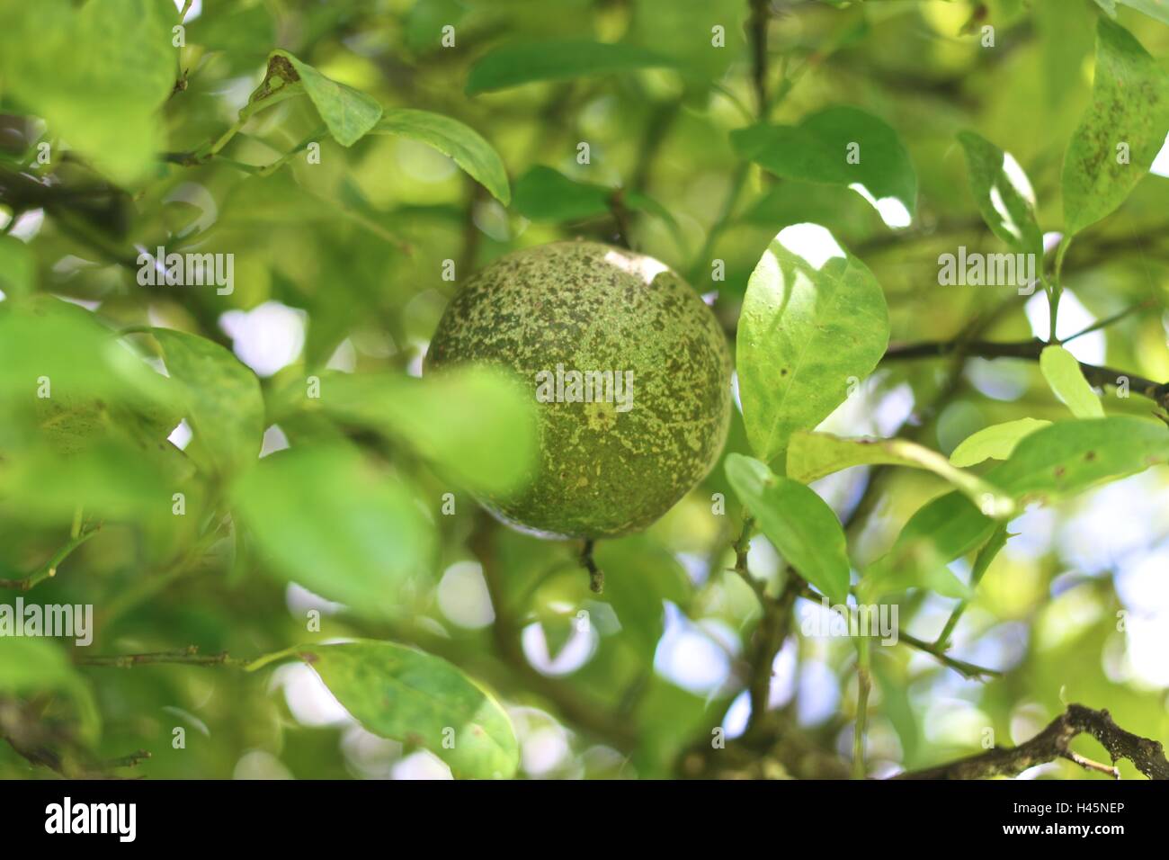 Tilleul Vert avec boke background Banque D'Images