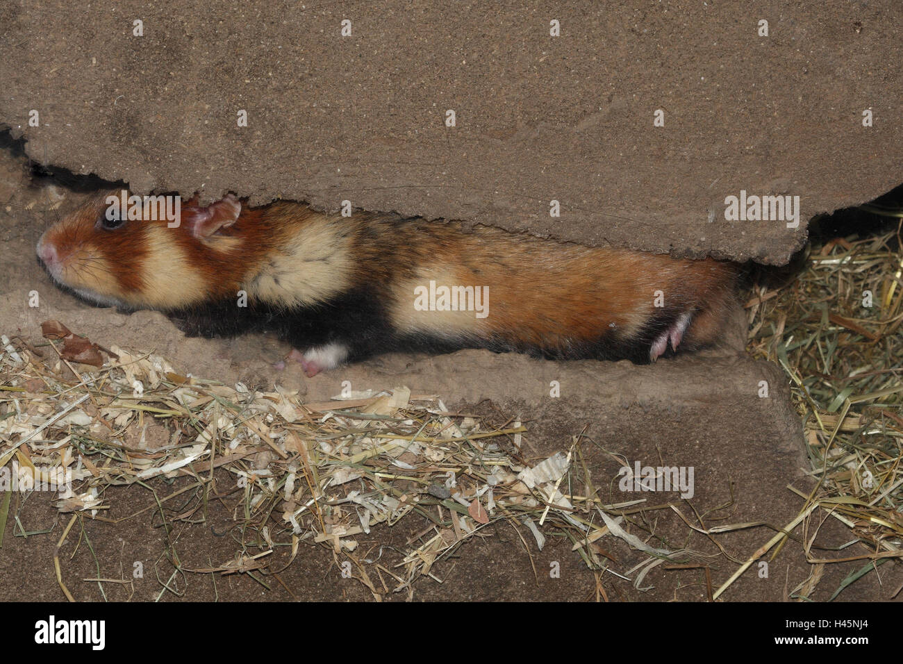 Cricetus cricetus hamster, sur le terrain, de la construction, Banque D'Images