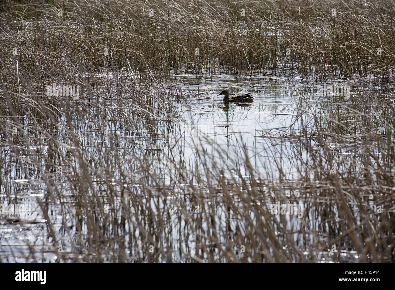 Lake, reed, canard, Banque D'Images