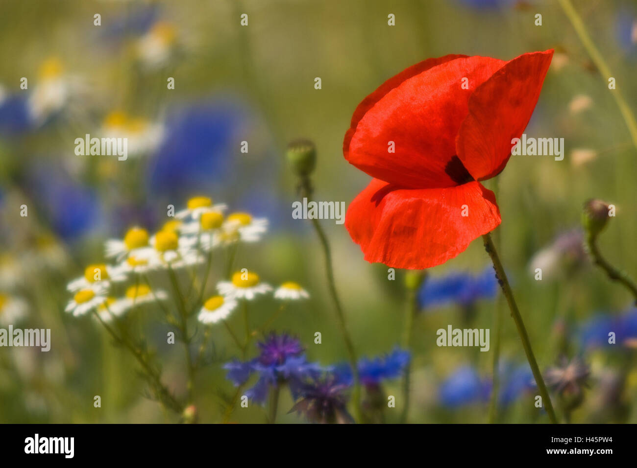 Flower meadow, clap, graines de pavot, de bleuet camomille, détail, Banque D'Images