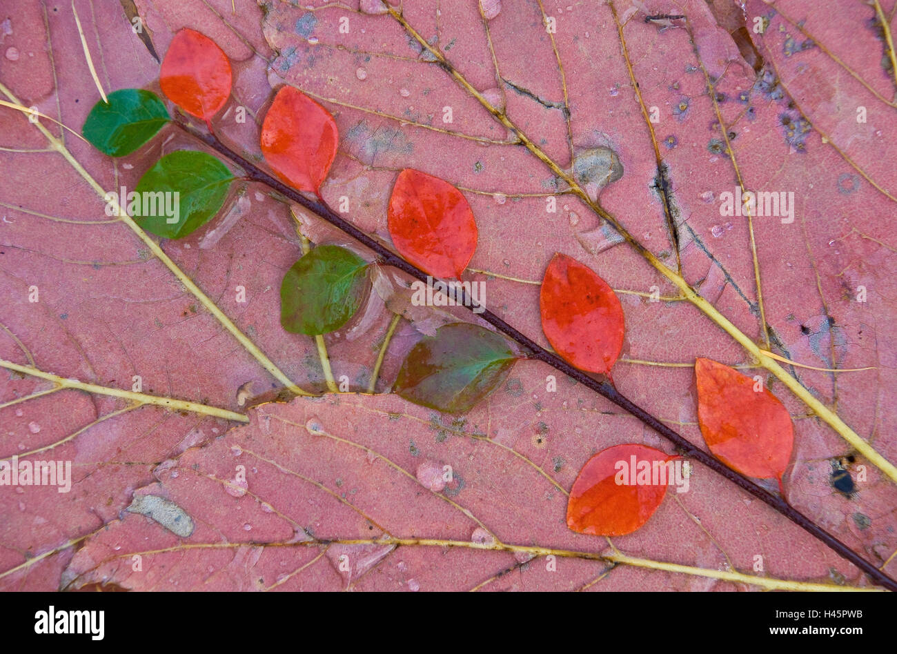 Les feuilles d'automne, détail, rouge, vert, Banque D'Images