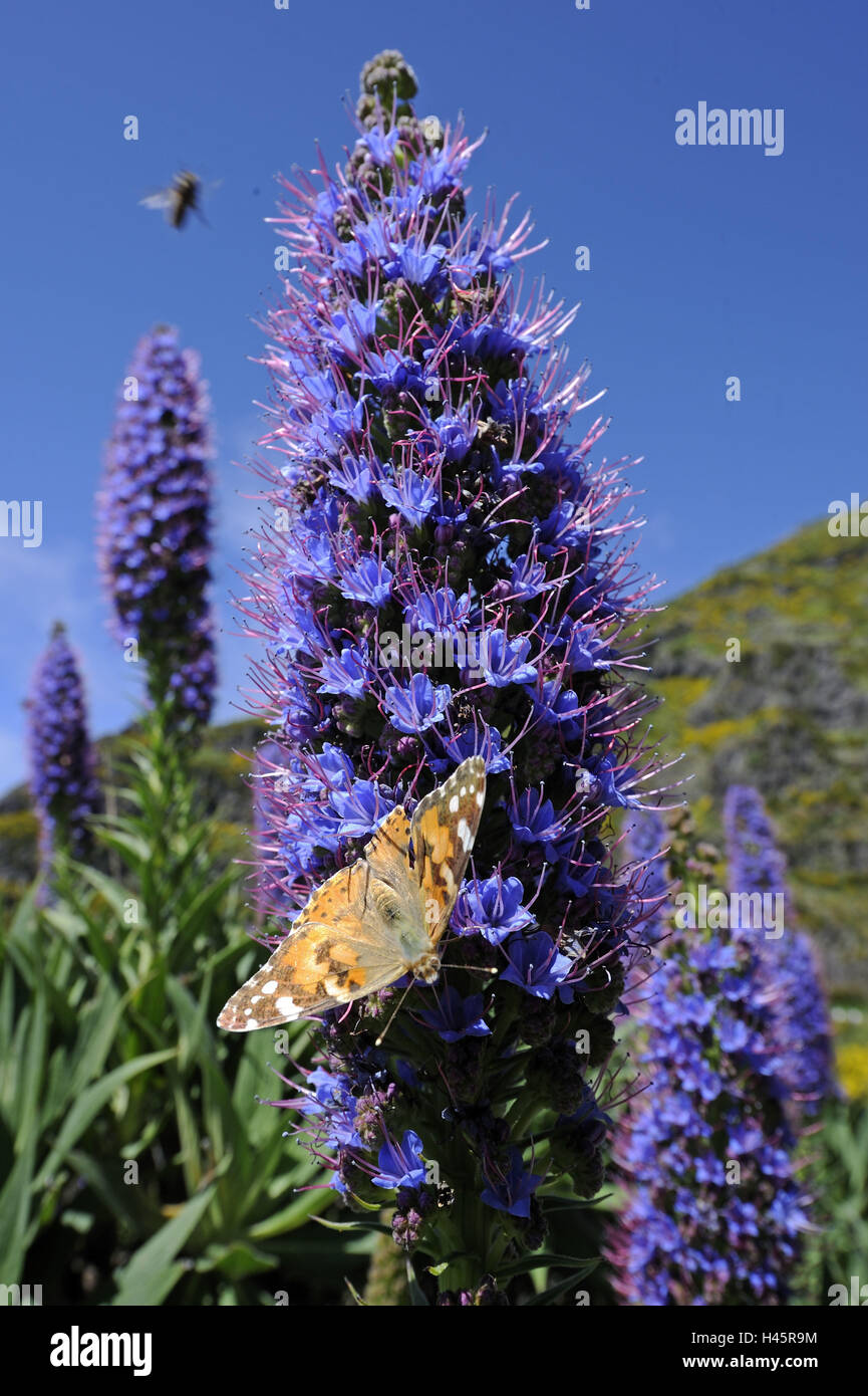 Portugal, Madère, l'île de la tête de vipère, Echium candicans, détails, fleurs, papillons, chardon Banque D'Images