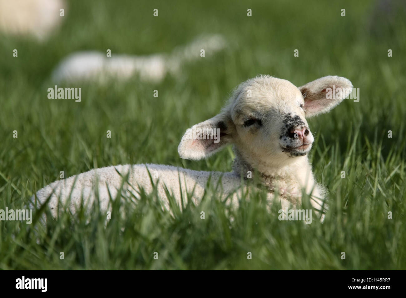 Mouton mérinos, agneau, meadow, le mensonge, Banque D'Images