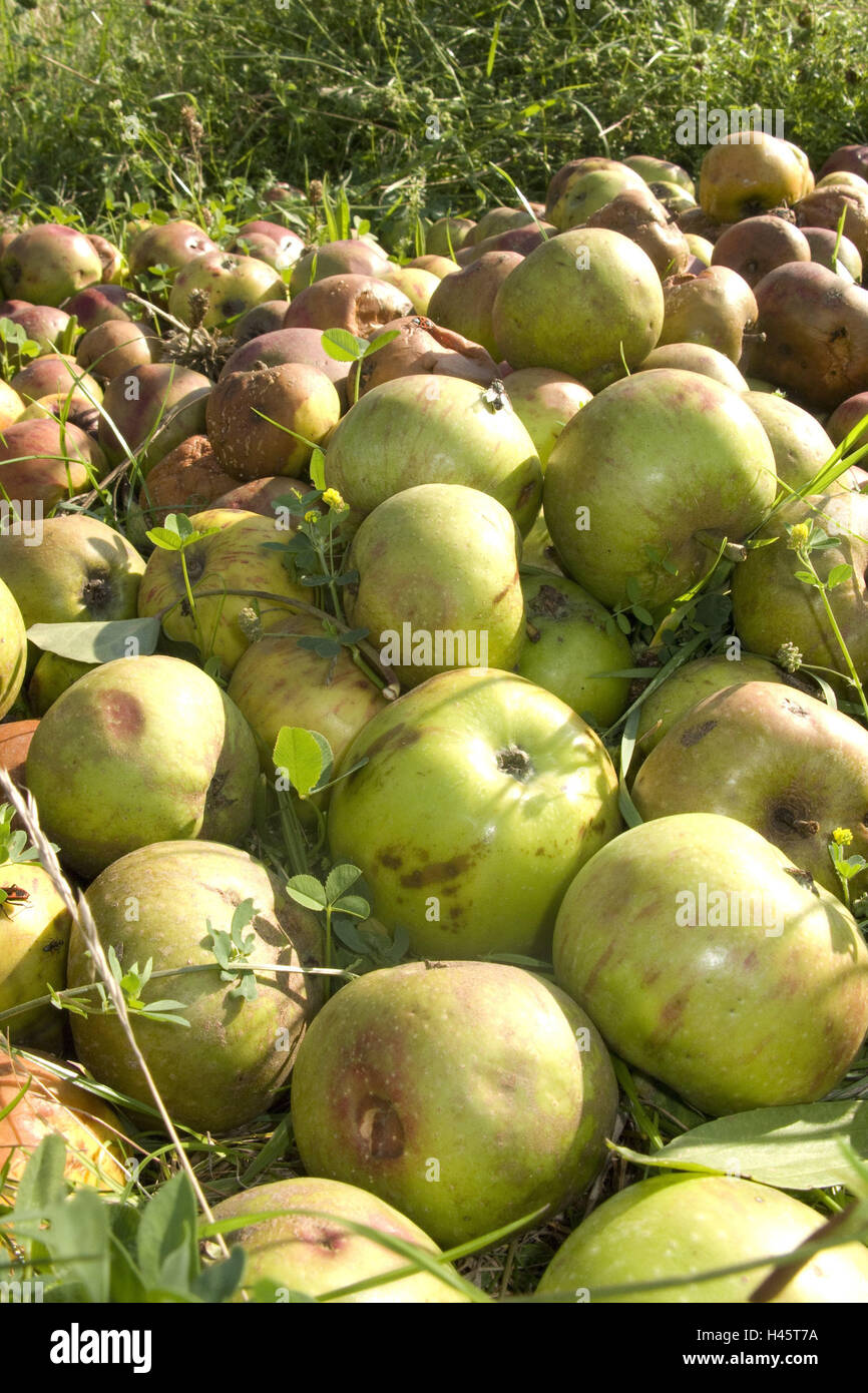 Pré, pommes, mensonge, windfall, fruit, mûr, vert, rottens, méchamment, wurmig uninjected wormeaten,,, les tas, récolte, récolte des pommes, Banque D'Images