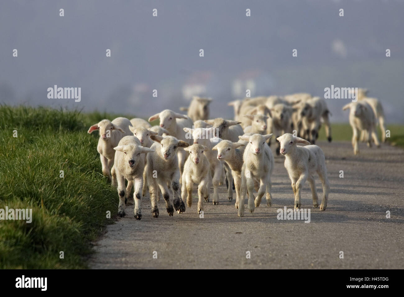 Merino Moutons, agneaux, façon, s'exécute, Banque D'Images