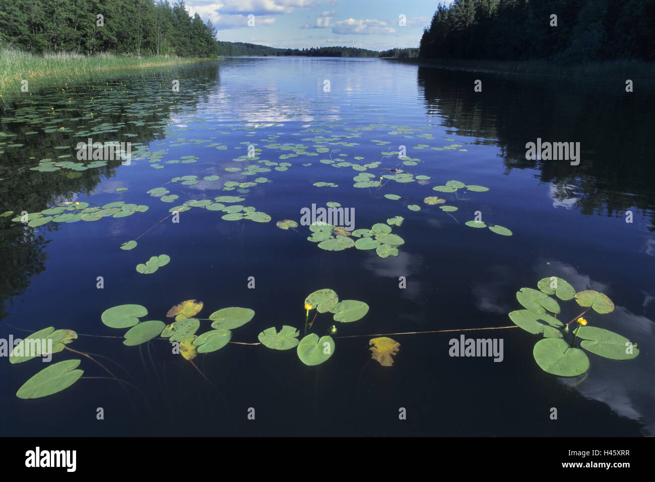 Plaine plaine finlandais pleine, le lac, les îles, le bois, la Finlande, le lac Saimaa, Rantasalmi, Banque D'Images