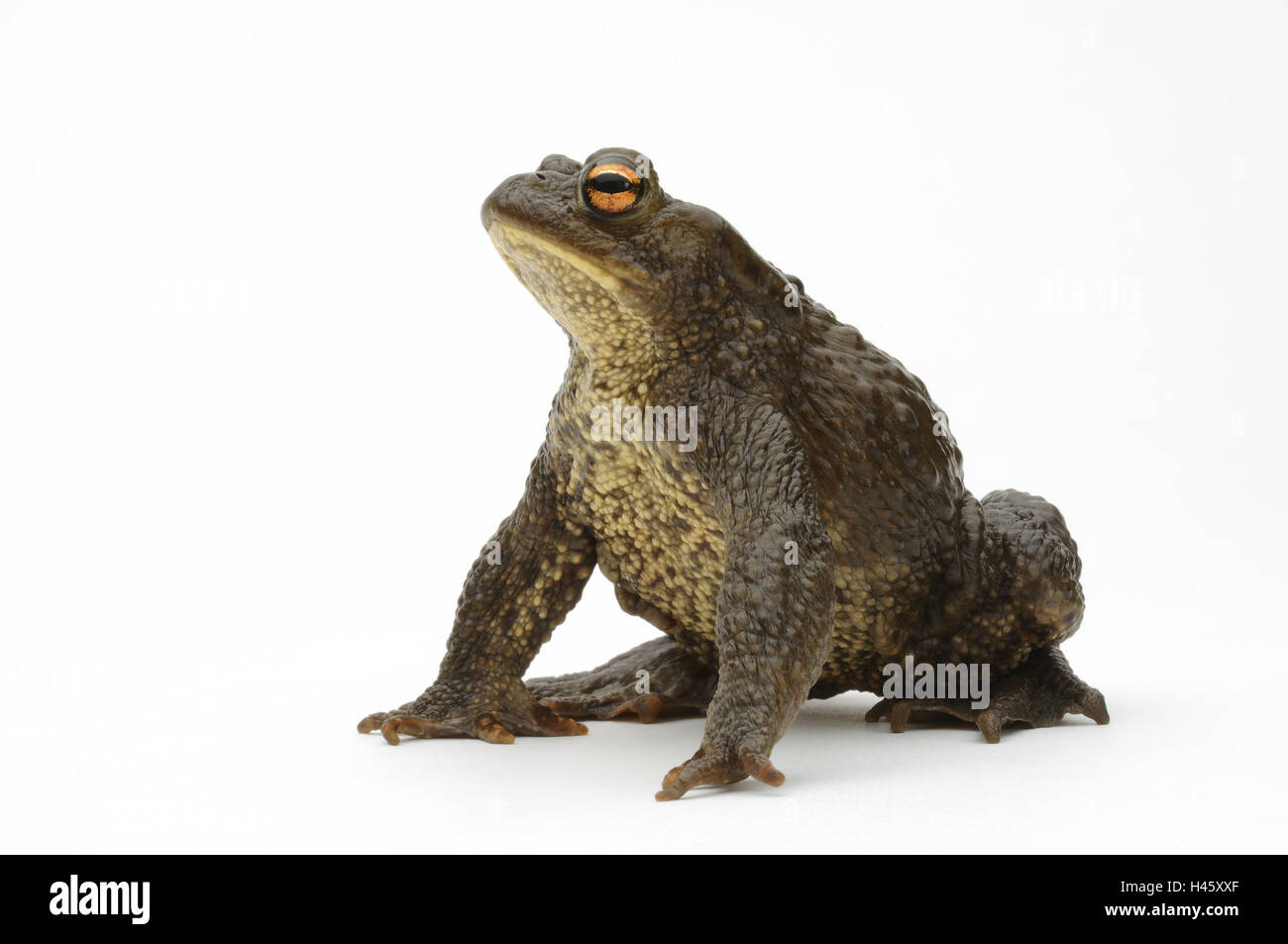 Terre, crapaud Bufo bufo, Banque D'Images